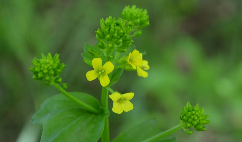 Barbarea vulgaris